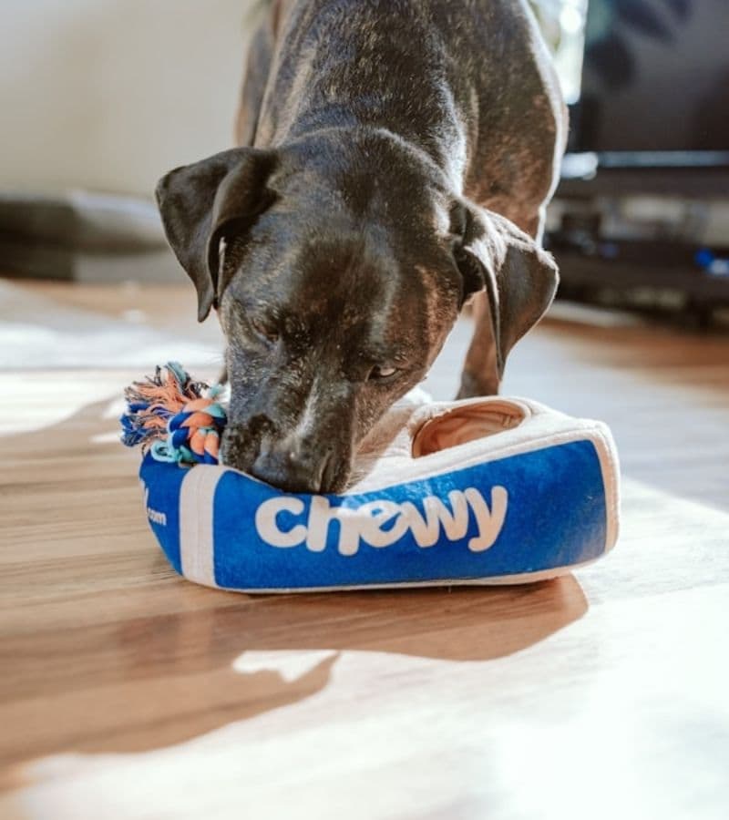 Accesorios y alimentos para mascotas